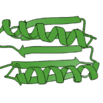 Image of a set of green lines, some thicker and some thinner. Several areas are thicker arrows, and others are thicker coils. Collectively, they form a barrel shape.